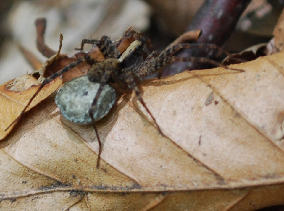 Pardosa sp.